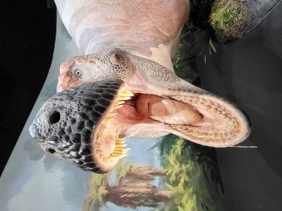 Dinosauria Museum Prague