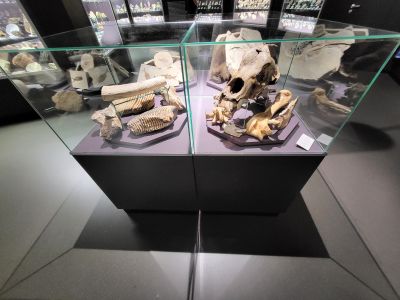 Dinosauria Museum Prague