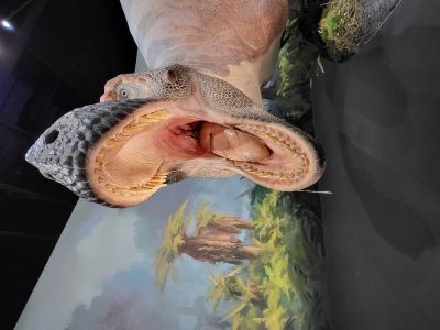 Dinosauria Museum Prague