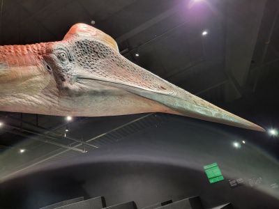 Dinosauria Museum Prague