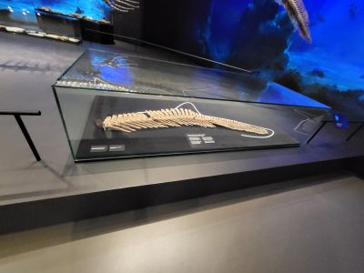 Dinosauria Museum Prague