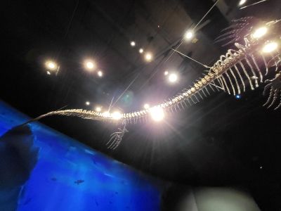 Dinosauria Museum Prague